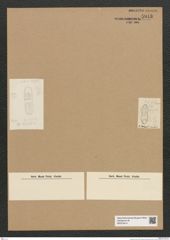 Diatomeae indet. Zeichnungen Sammlung Grunow Nr. 5943 (NHMW-BOT-W0374414)